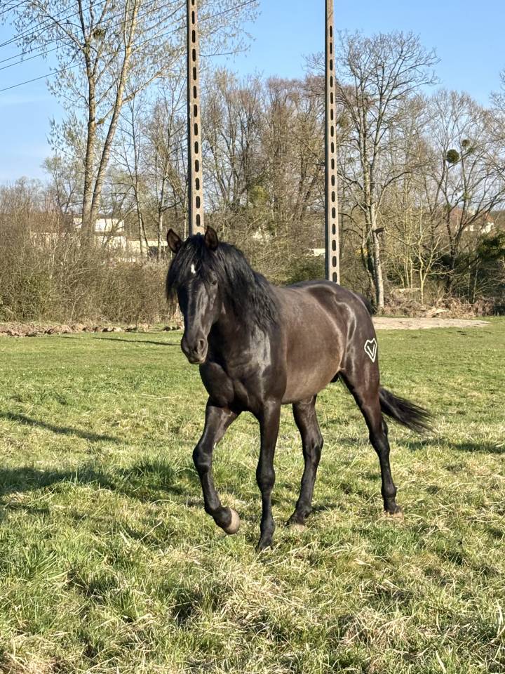 Entire PRE Pure Spanish Bred For sale 2021 Black