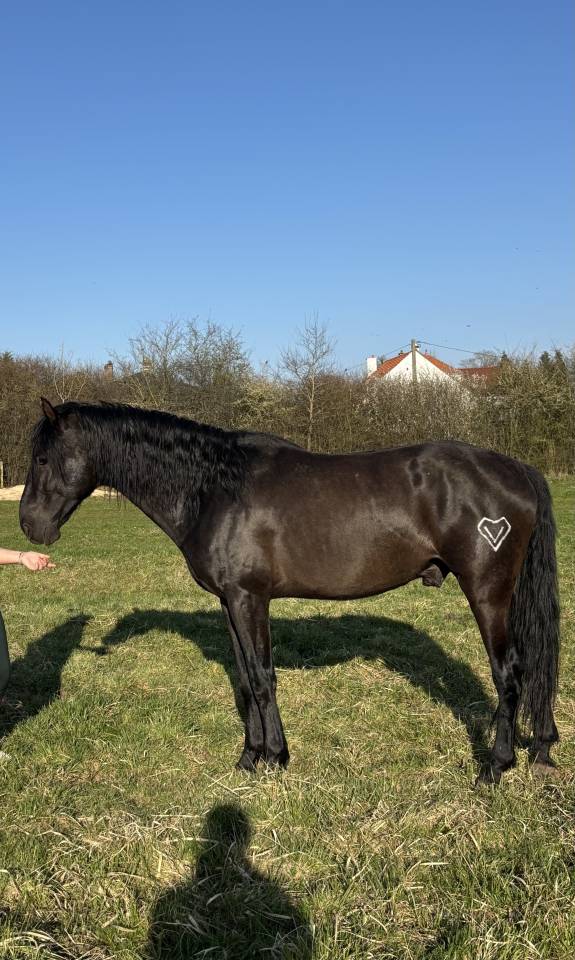 Entire PRE Pure Spanish Bred For sale 2021 Black