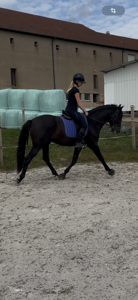 Entire PRE Pure Spanish Bred For sale 2021 Black