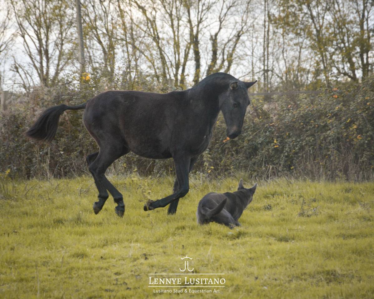 Filly Lusitano For sale 2024 Grey