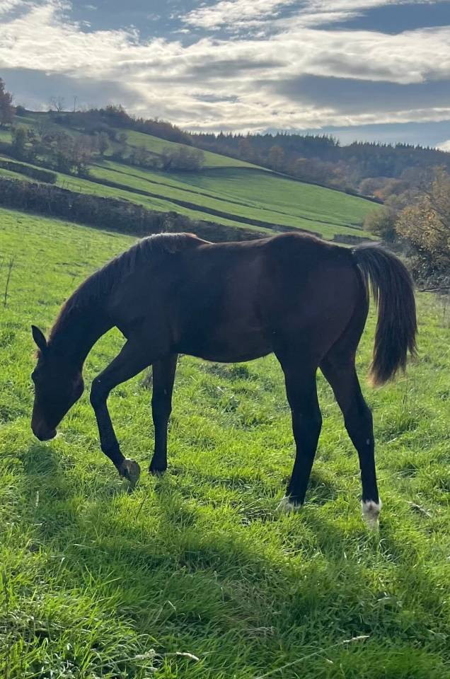 Colt Selle Français For sale 2025 Dark Bay