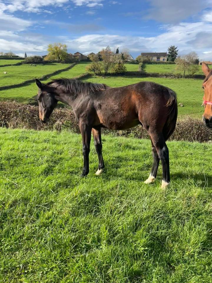 Colt Selle Français For sale 2025 Dark Bay