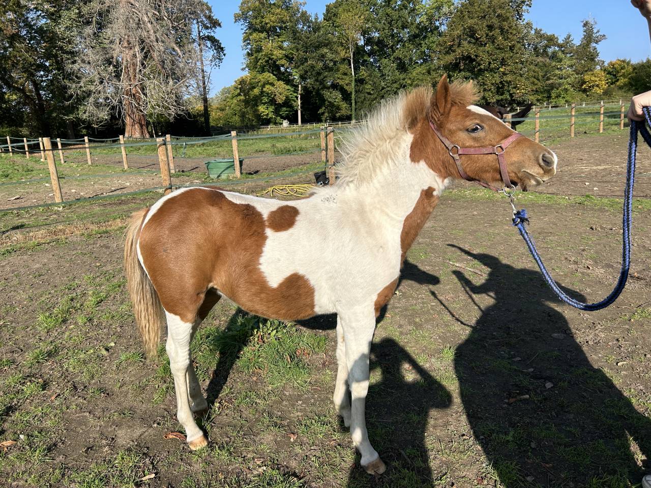 Filly French Saddle Pony For sale 2025 Coloured