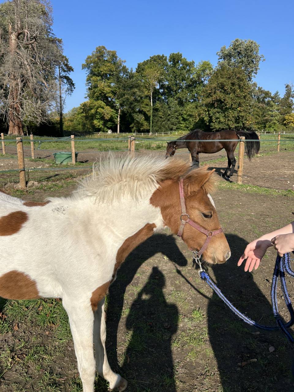 Filly French Saddle Pony For sale 2025 Coloured