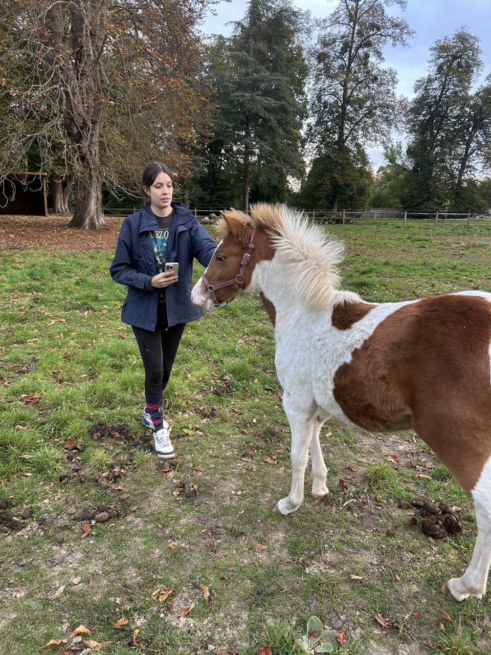 Filly French Saddle Pony For sale 2025 Coloured