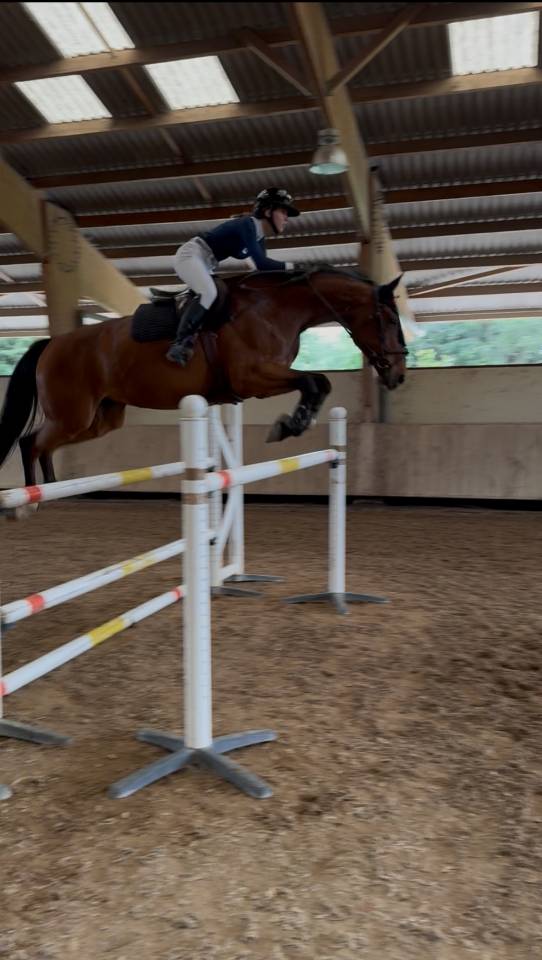 Mare Zangersheide For sale 2015 Bay