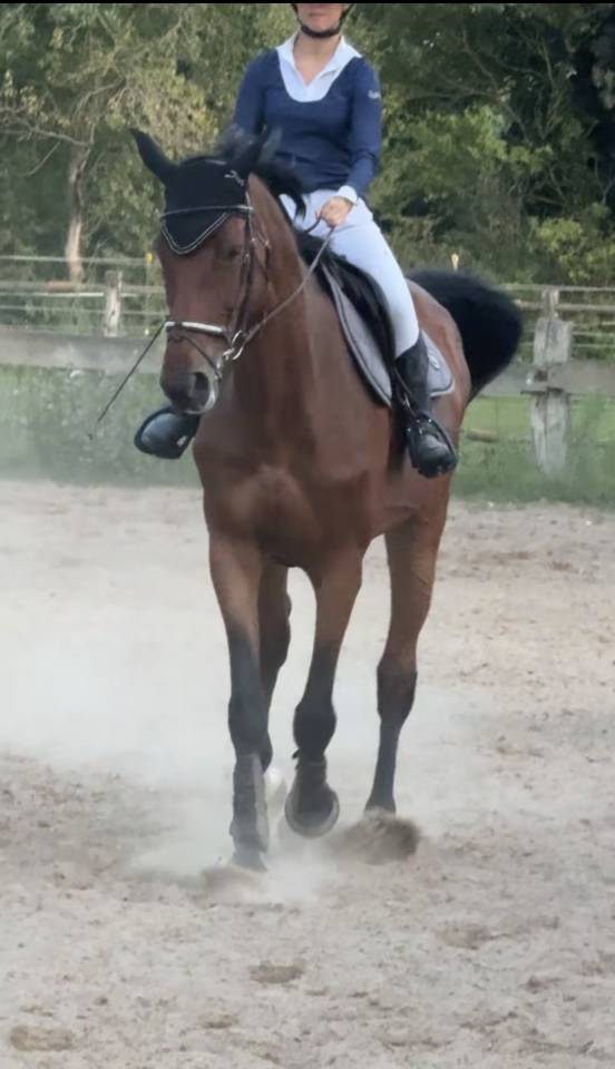 Mare Zangersheide For sale 2015 Bay