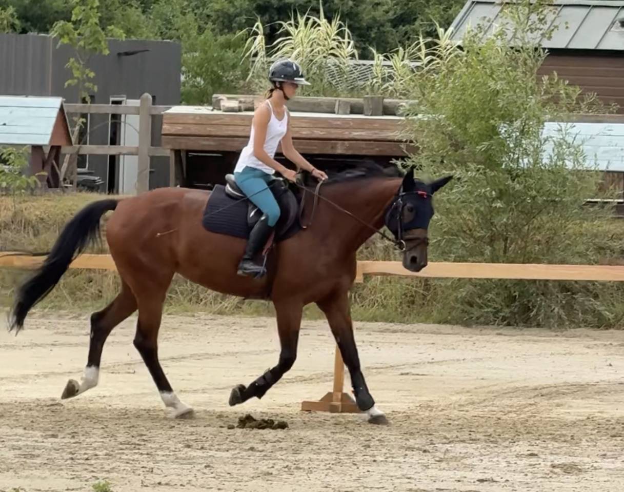 Mare Zangersheide For sale 2015 Bay