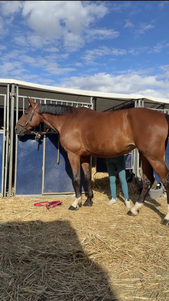 Mare Zangersheide For sale 2015 Bay