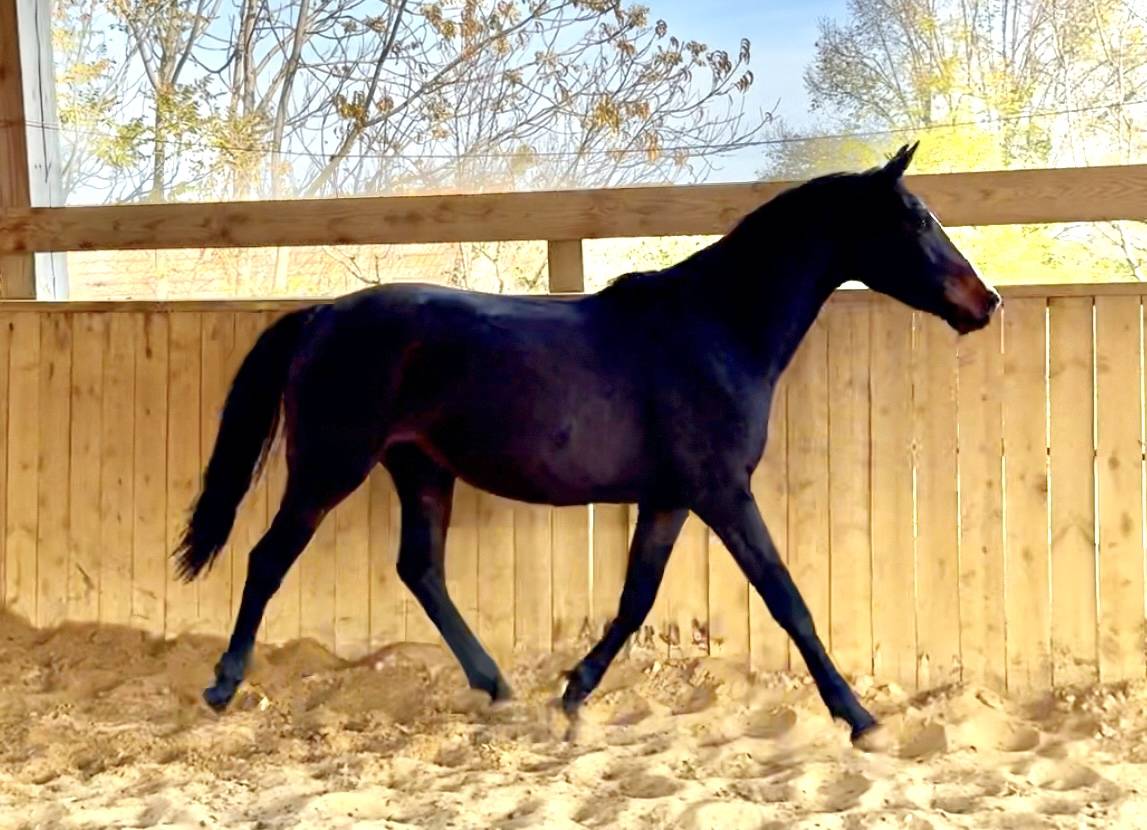 Mare AES Anglo European Studbook For sale 2023 Dark Bay