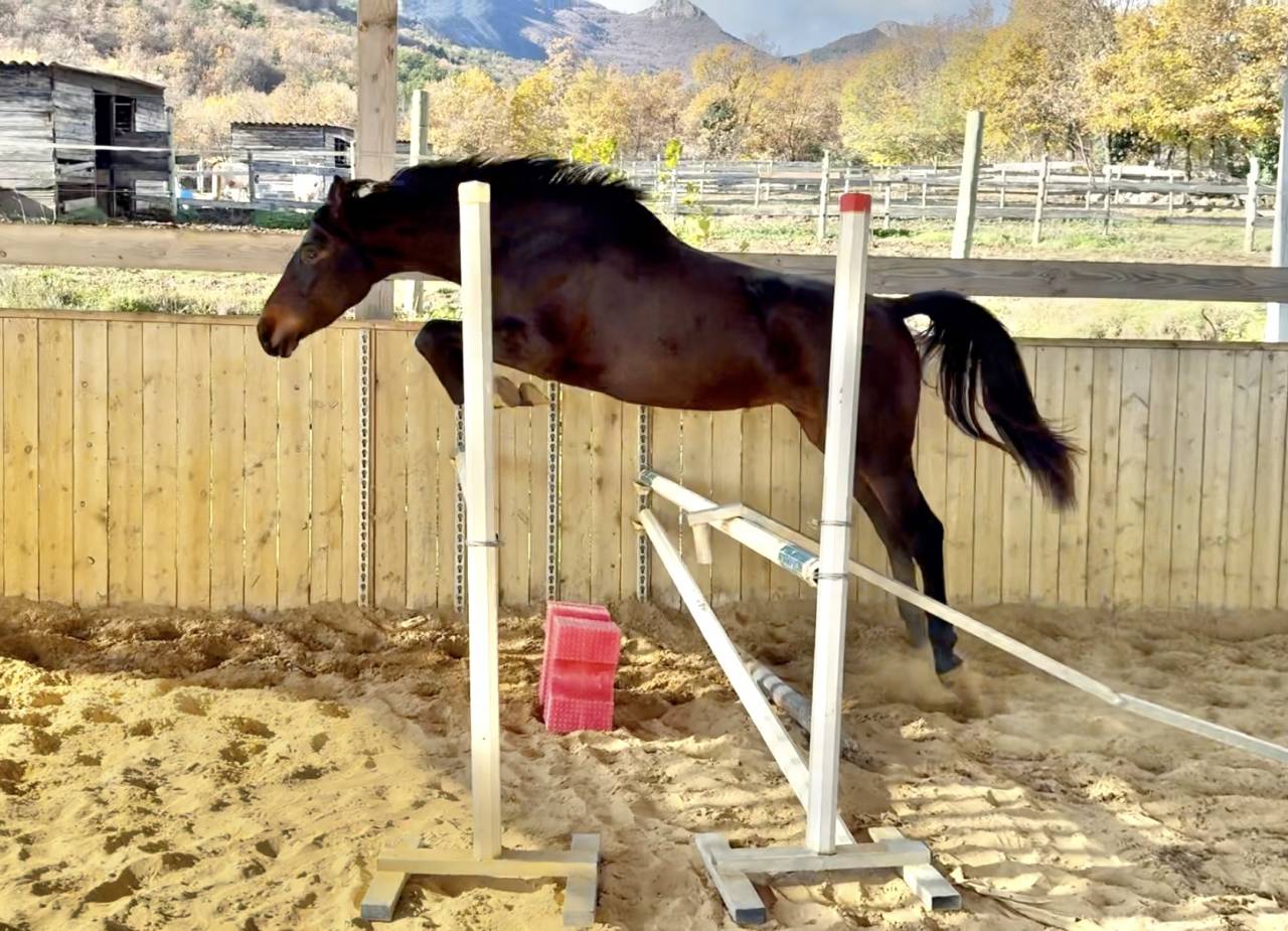 Mare AES Anglo European Studbook For sale 2023 Dark Bay