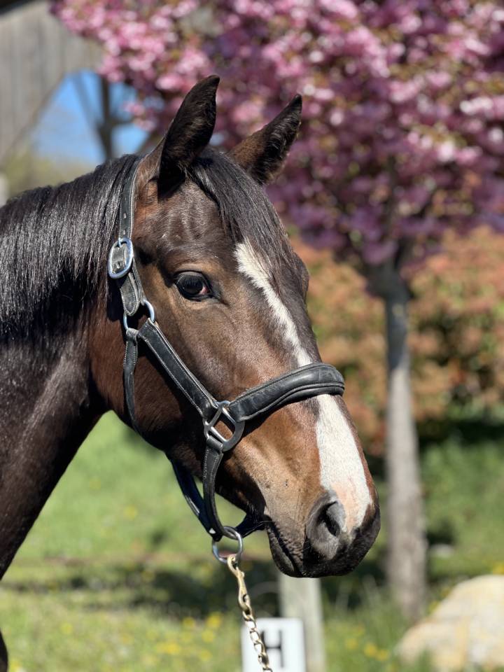 Mare AES Anglo European Studbook For sale 2023 Dark Bay