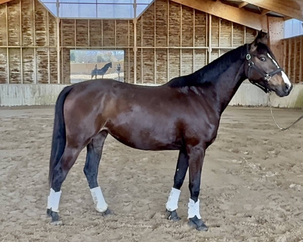 Mare AES Anglo European Studbook For sale 2023 Dark Bay