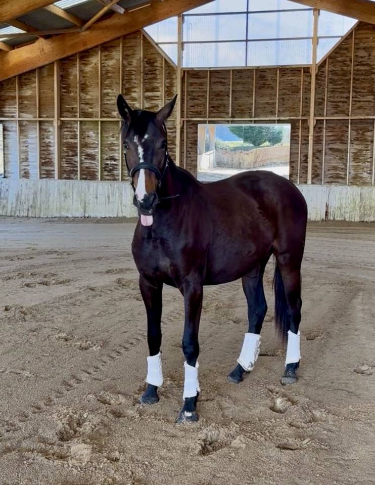 Mare AES Anglo European Studbook For sale 2023 Dark Bay