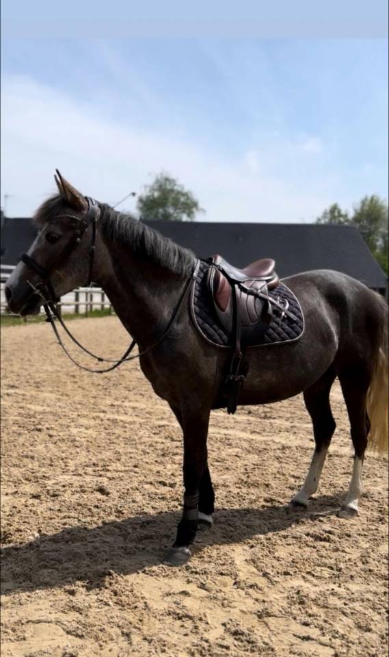 Mare New Forest For sale 2020 Grey