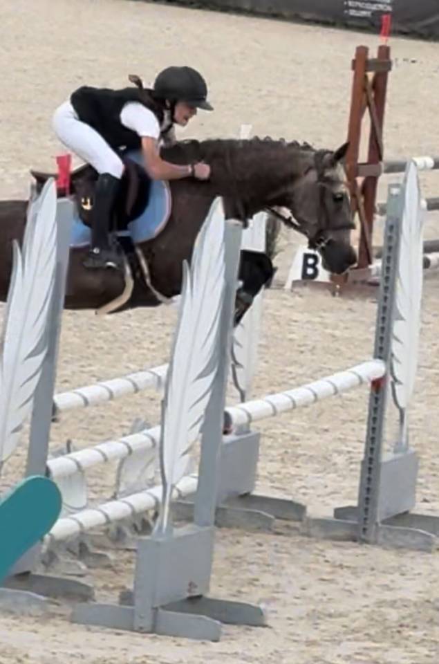 Mare New Forest For sale 2020 Grey