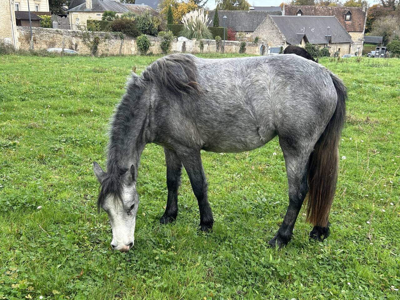 Mare No Origin Recorded For sale 2023 Grey