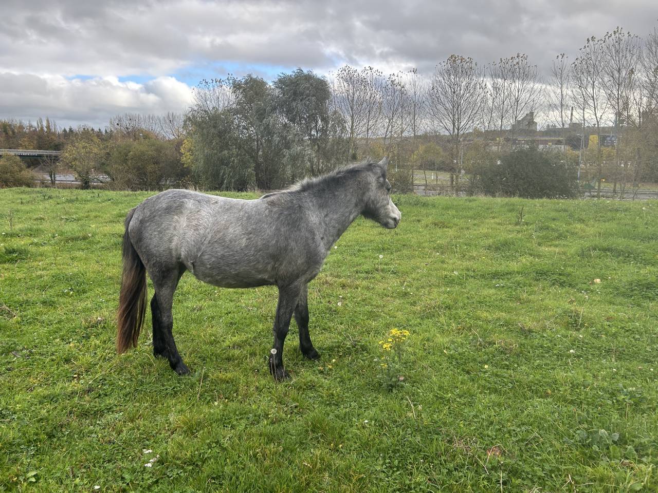 Mare No Origin Recorded For sale 2023 Grey