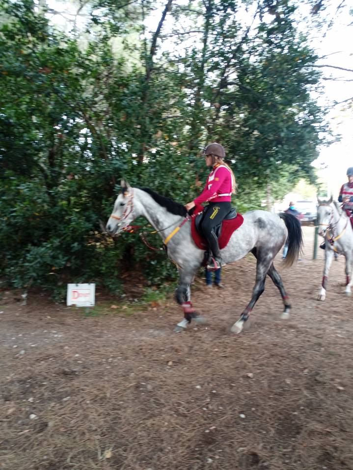 Gelding Anglo-Arabian For sale 2014 Grey