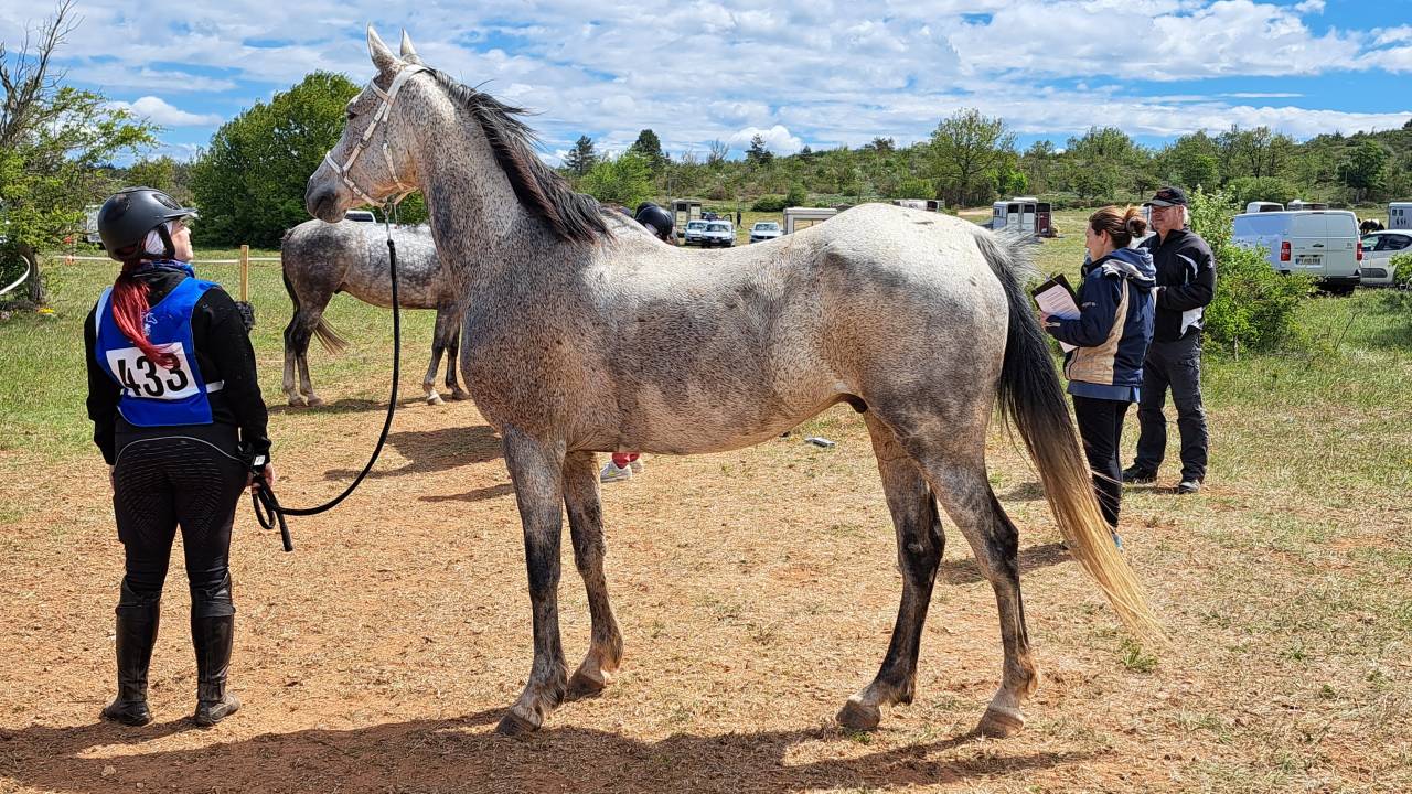 Gelding Anglo-Arabian For sale 2014 Grey