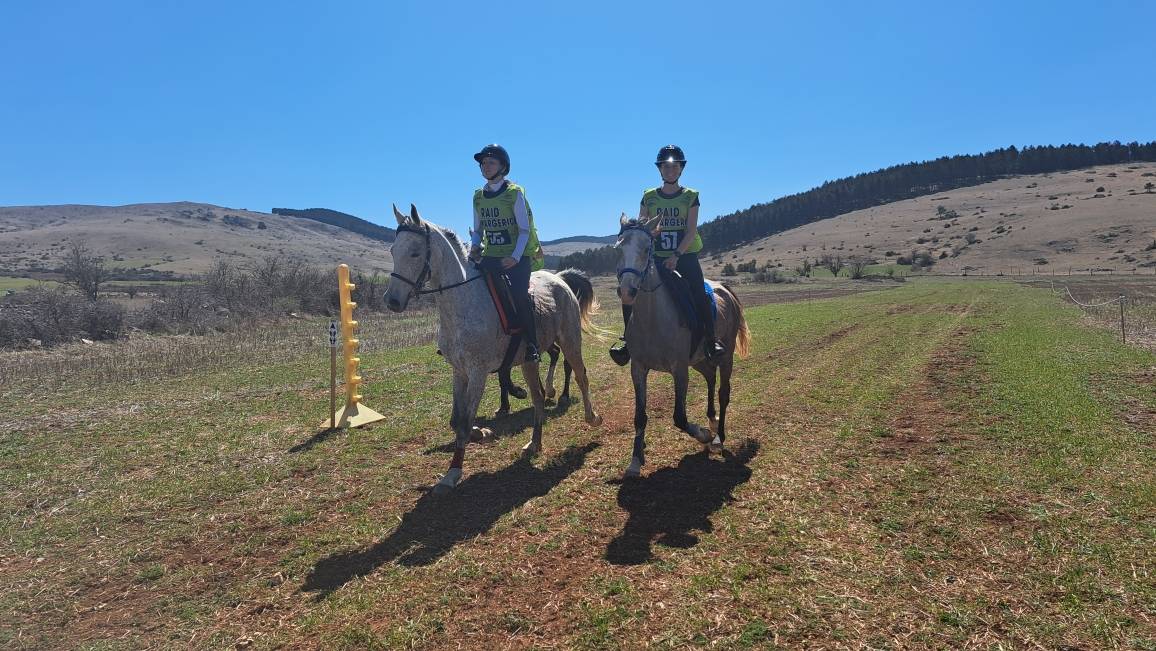 Gelding Anglo-Arabian For sale 2014 Grey