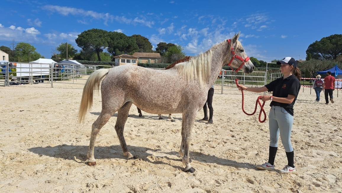 Mare Arabian For sale 2011 Grey