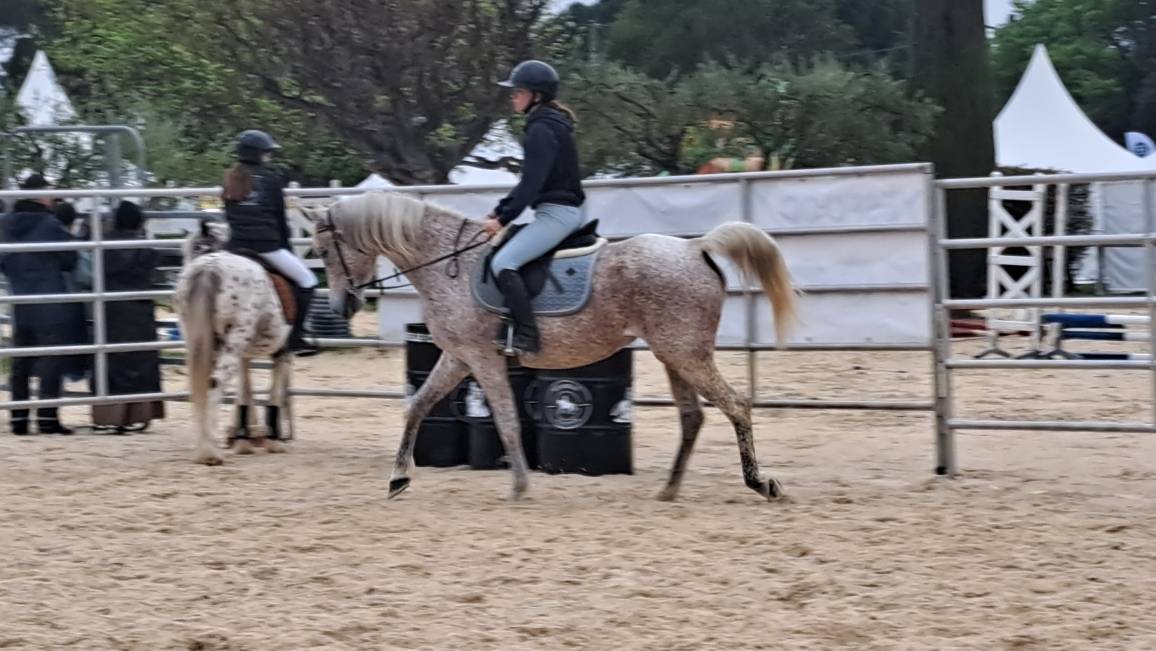 Mare Arabian For sale 2011 Grey