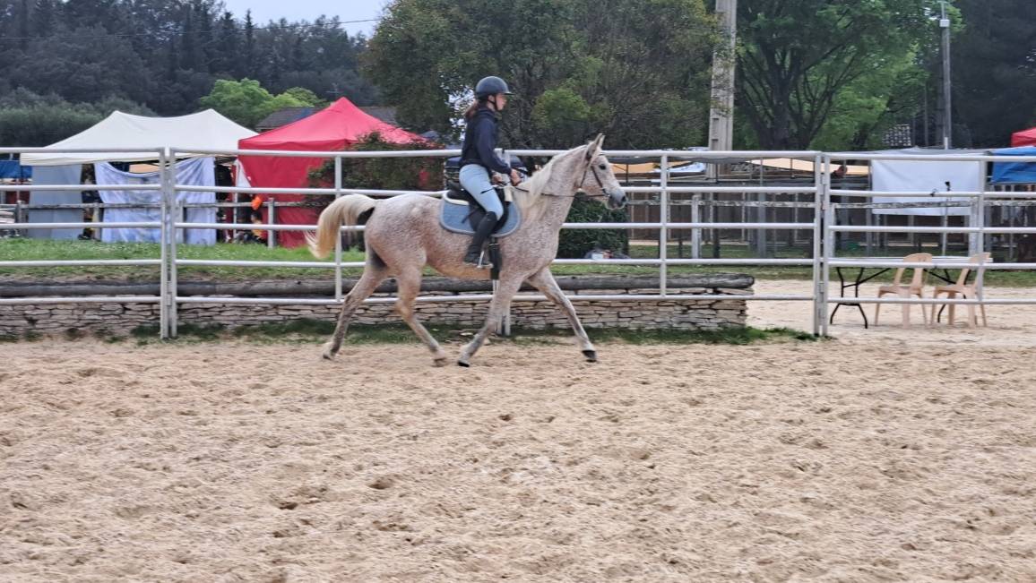 Mare Arabian For sale 2011 Grey