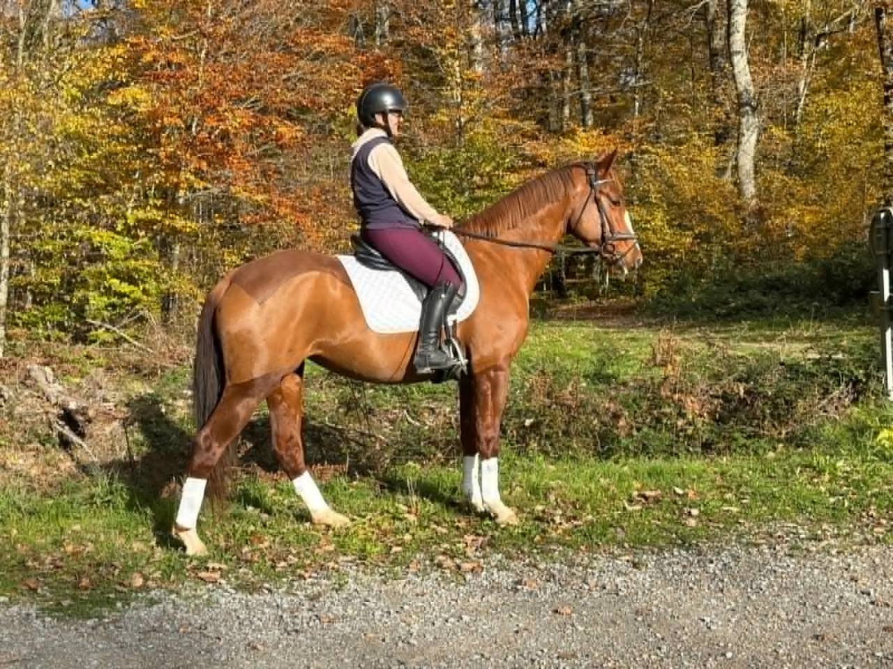 Mare Selle Français For sale 2018 Chesnut