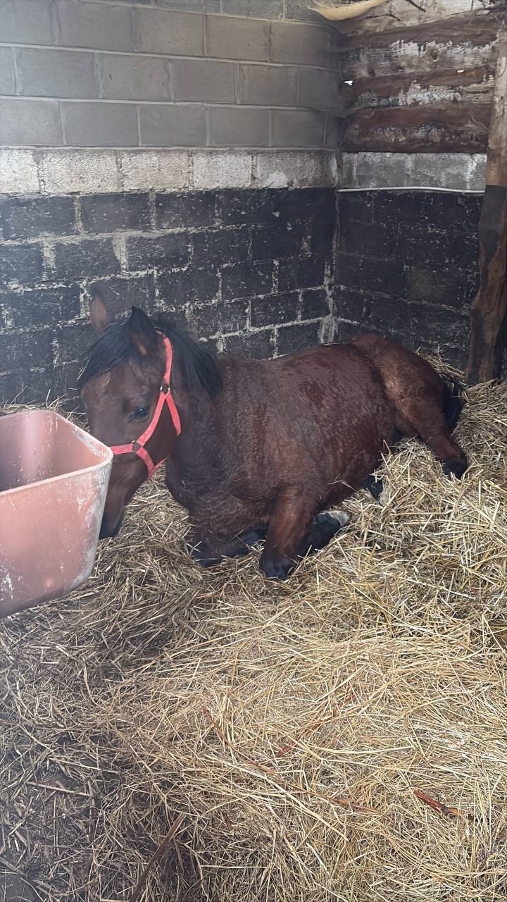 Mare English Thoroughbred For sale 2020 Bay