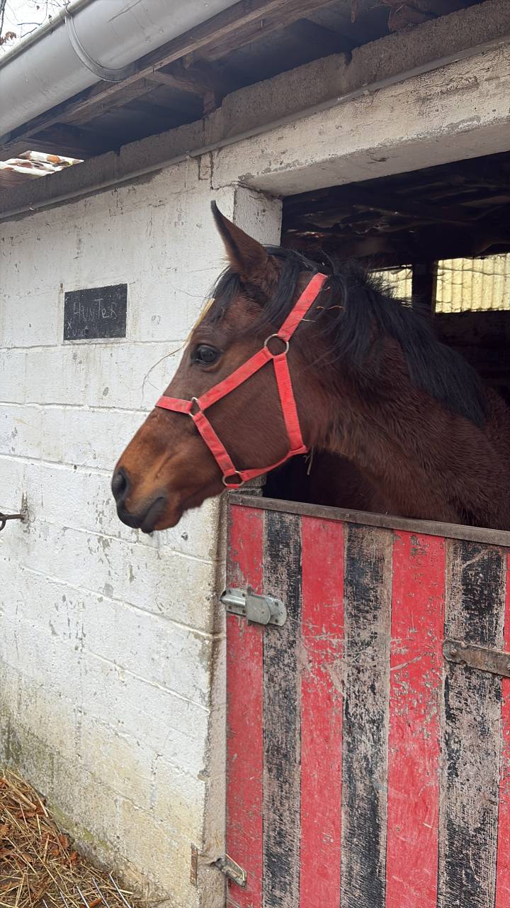 Mare English Thoroughbred For sale 2020 Bay