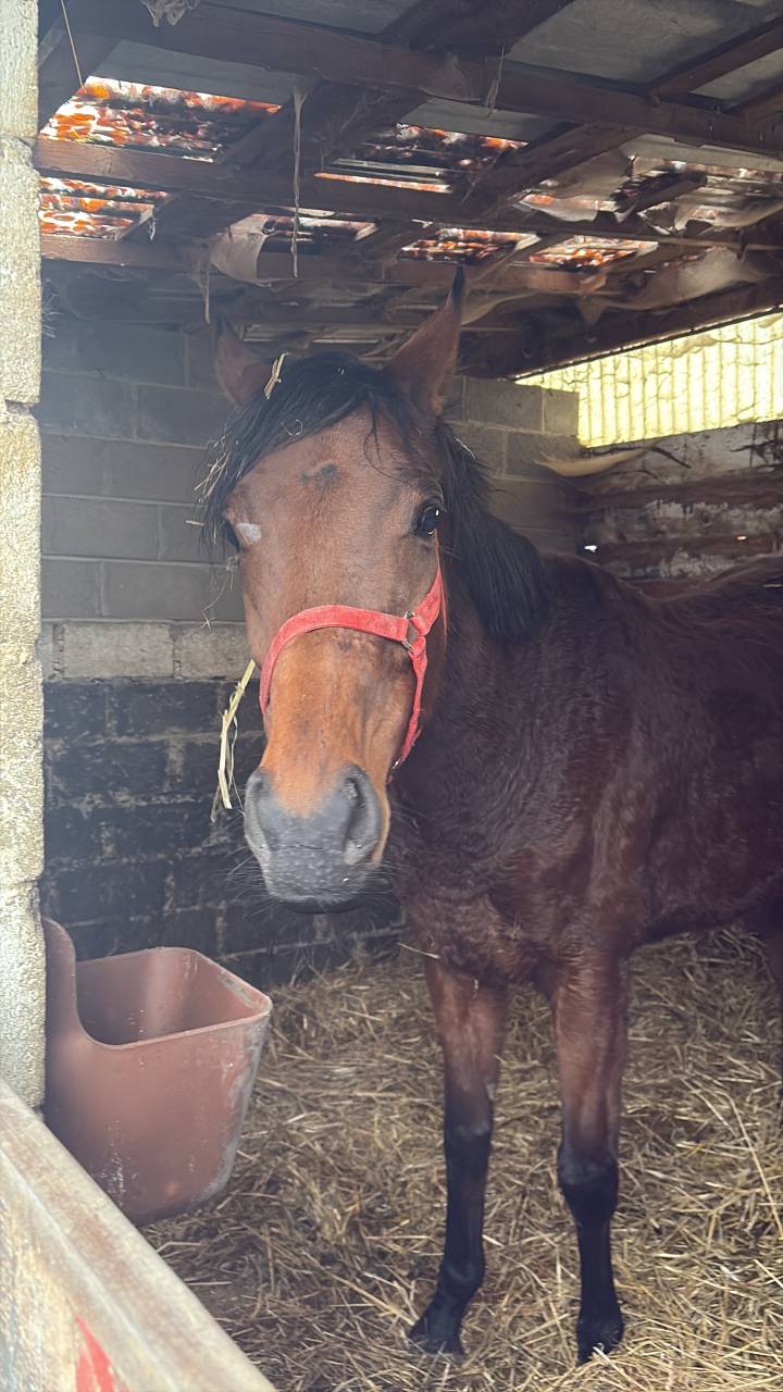 Mare English Thoroughbred For sale 2020 Bay