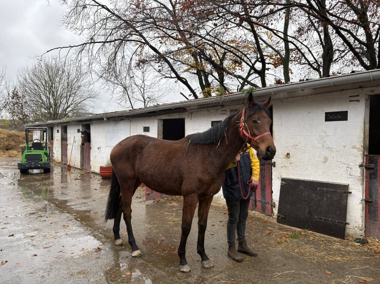 Mare English Thoroughbred For sale 2020 Bay