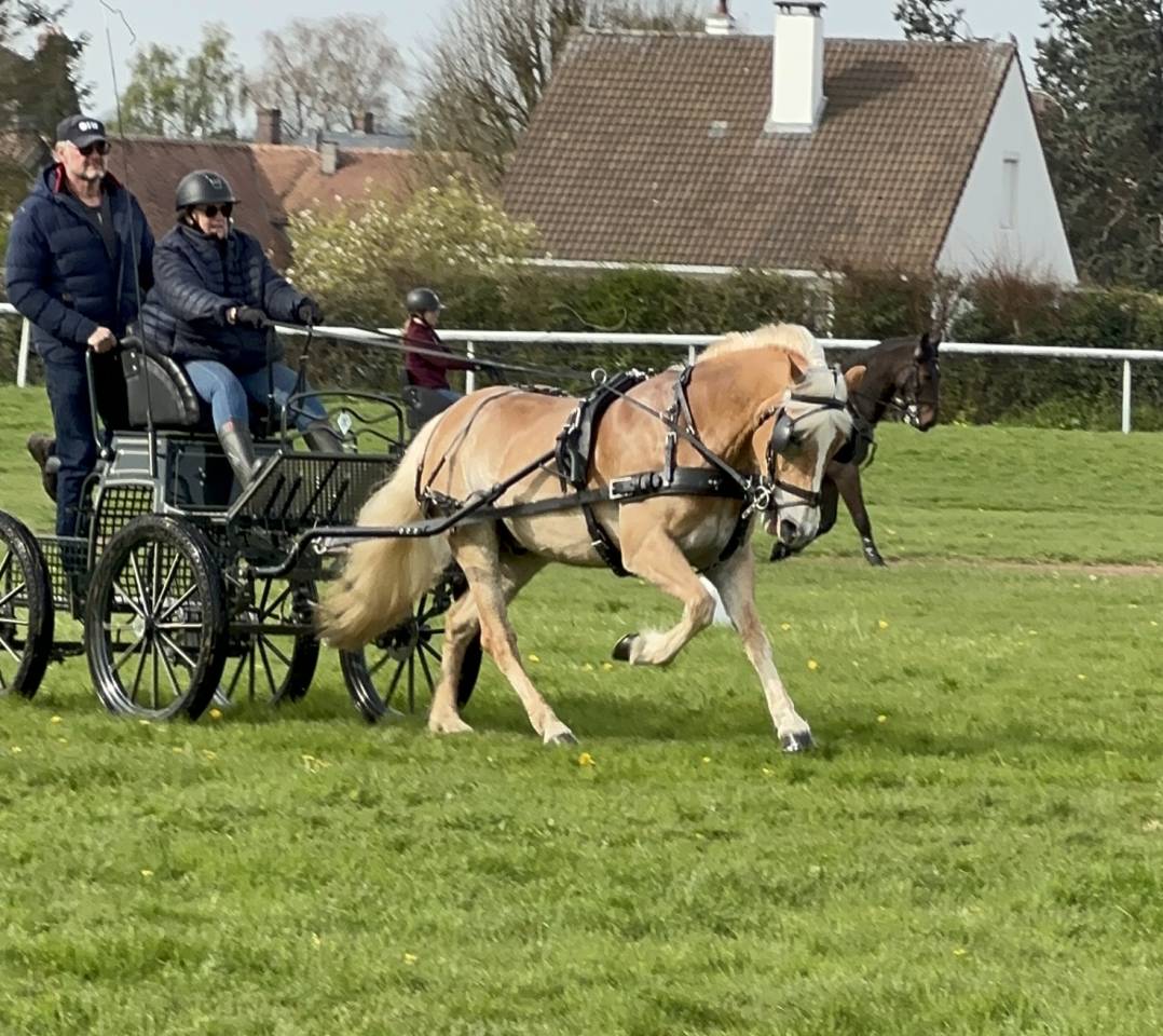 Gelding Haflinger For sale 2016 Chesnut