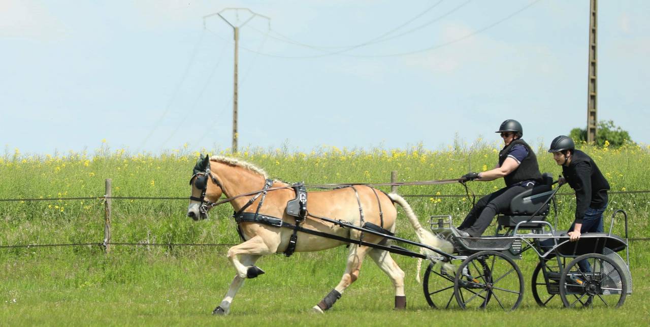 Gelding Haflinger For sale 2016 Chesnut