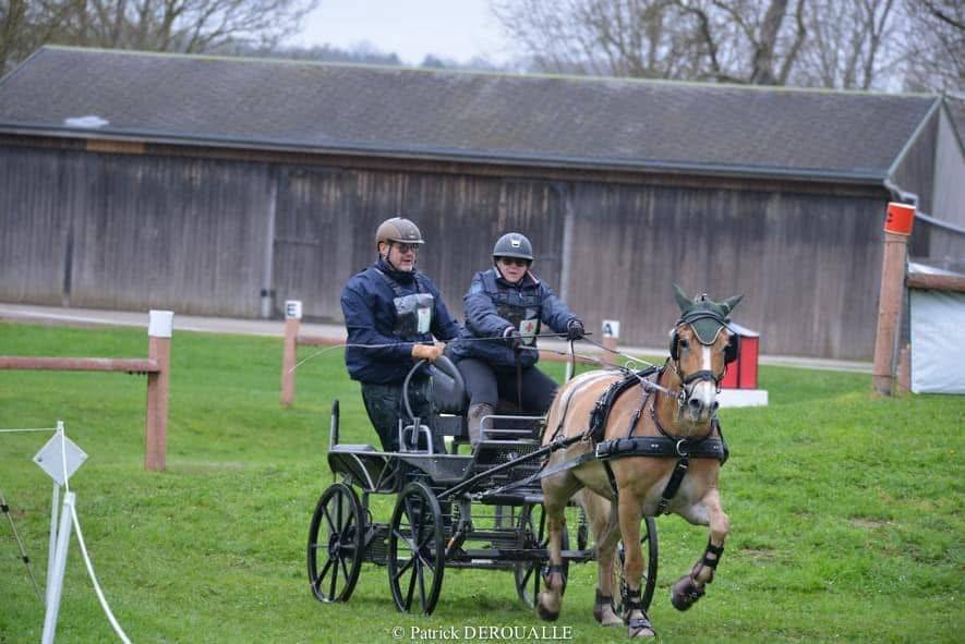Gelding Haflinger For sale 2016 Chesnut