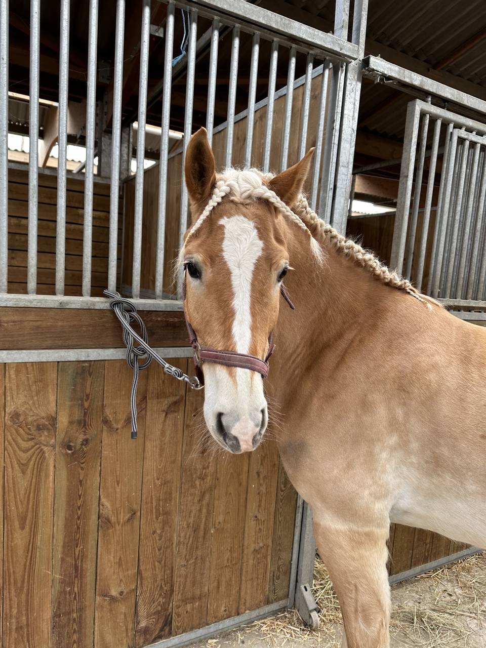 Gelding Haflinger For sale 2016 Chesnut