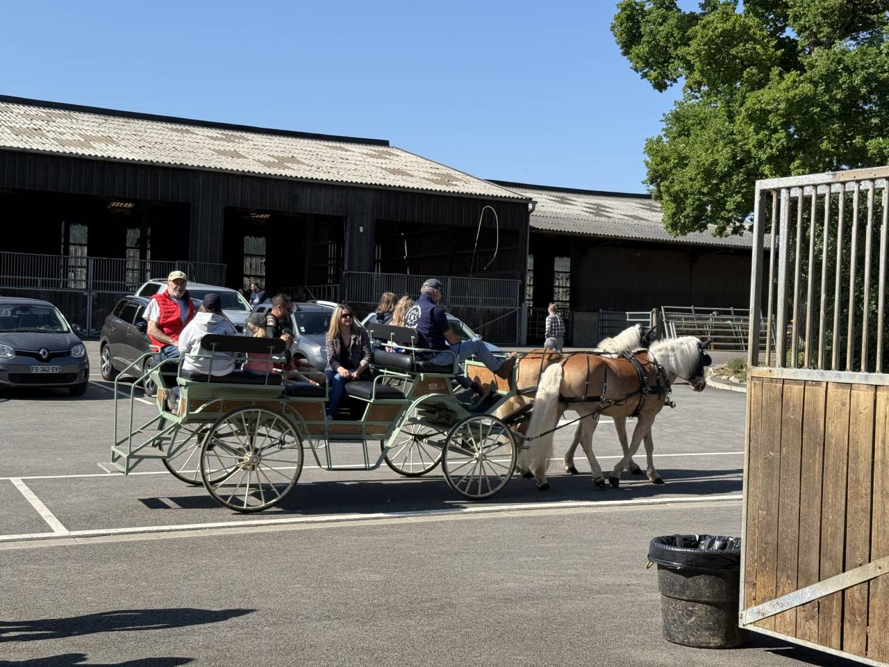 Gelding Haflinger For sale 2016 Chesnut