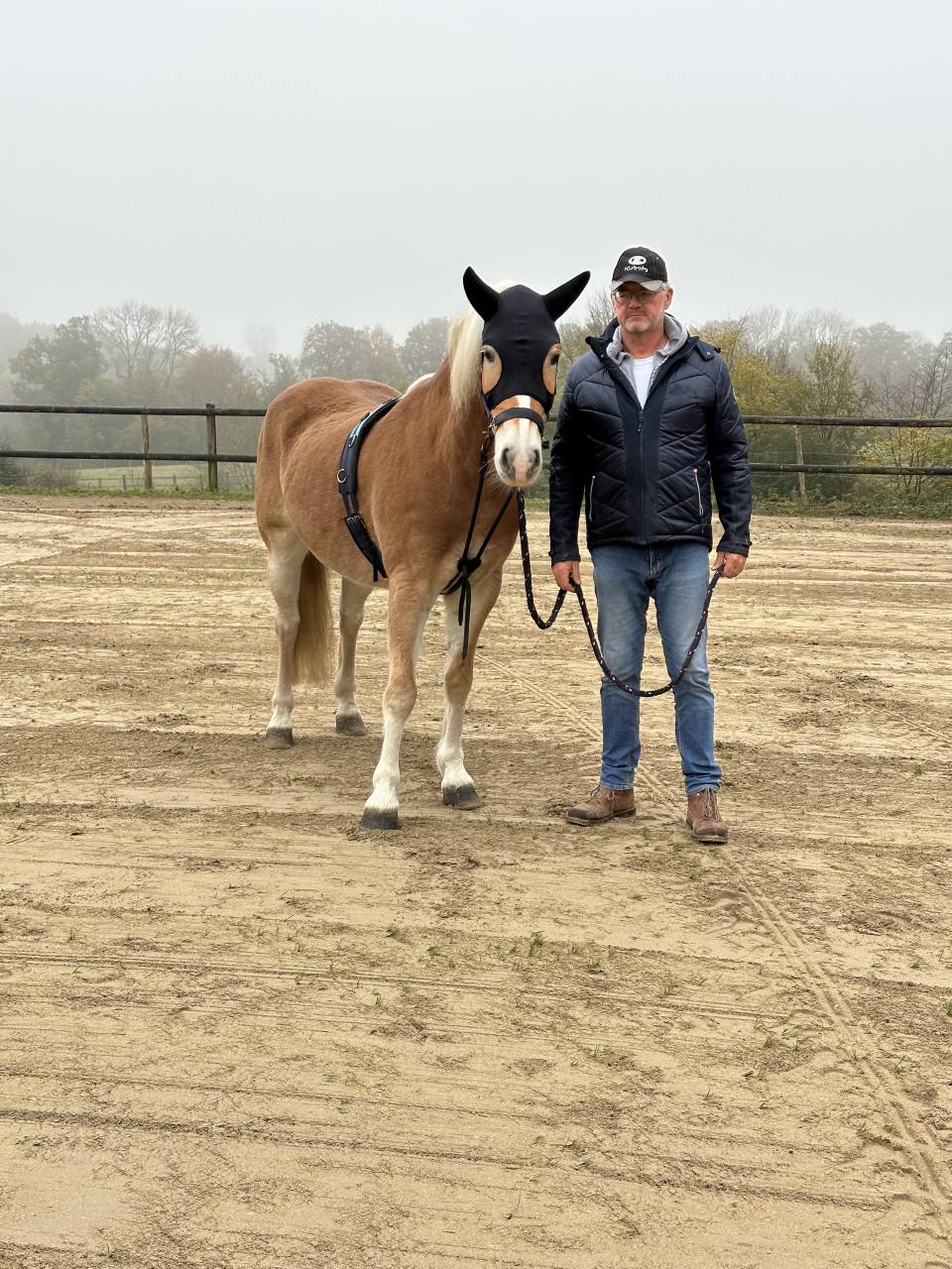 Gelding Haflinger For sale 2016 Chesnut