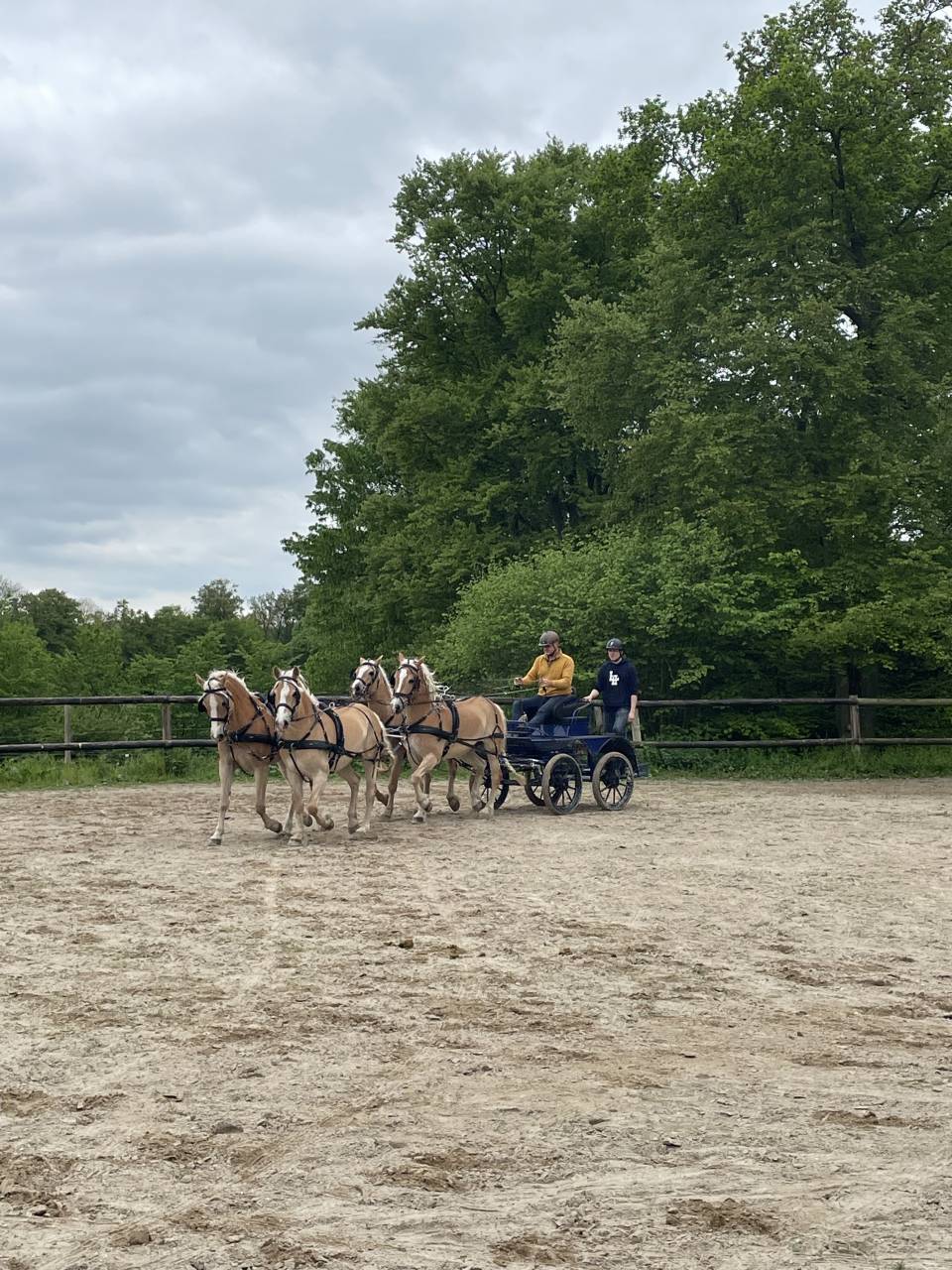 Gelding Haflinger For sale 2016 Chesnut