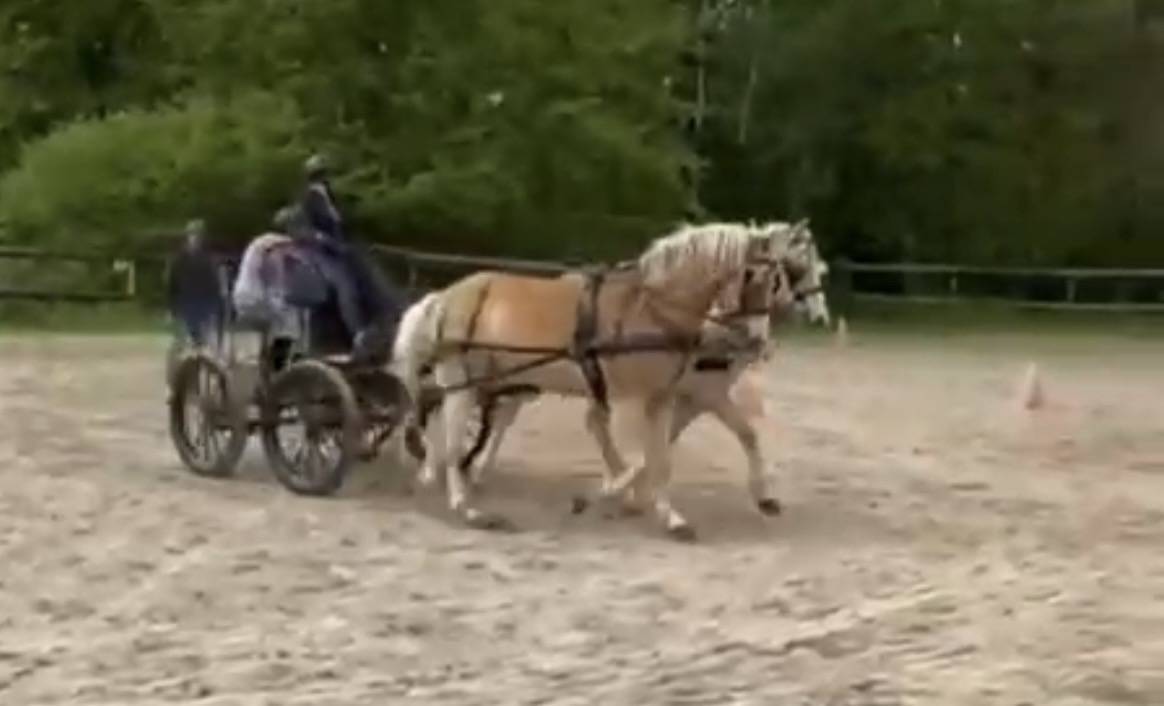 Gelding Haflinger For sale 2016 Chesnut