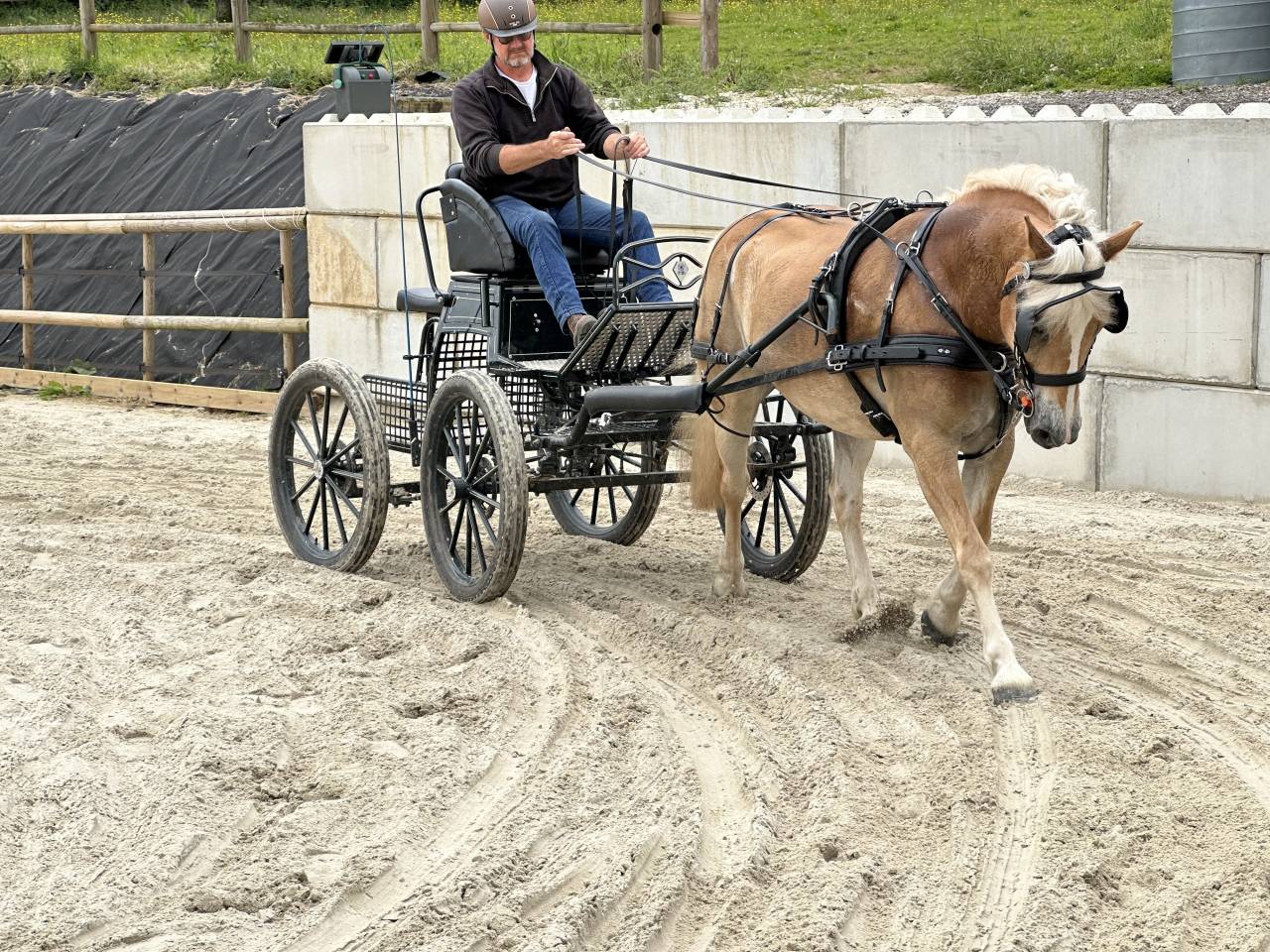 Gelding Haflinger For sale 2016 Chesnut