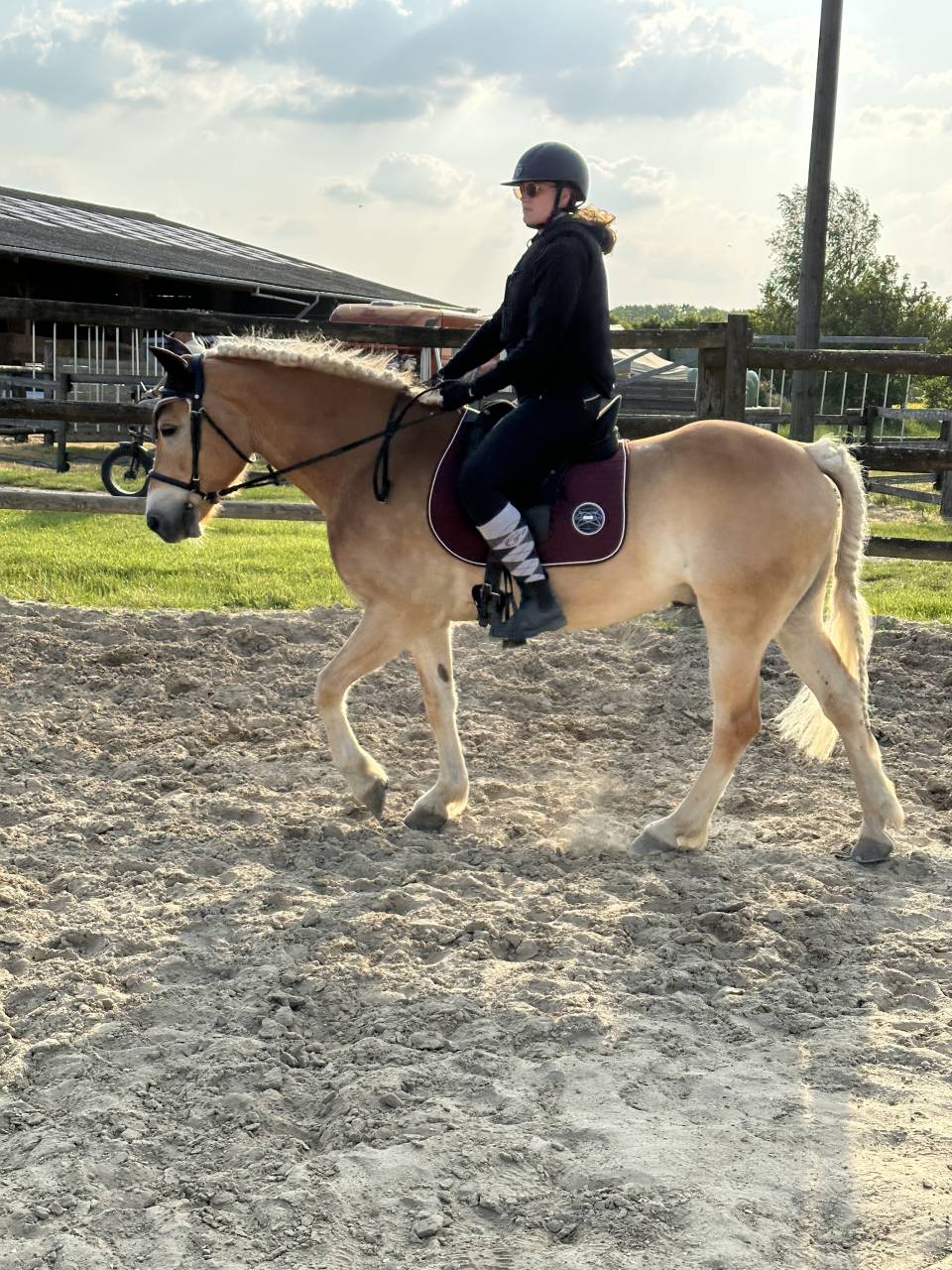 Gelding Haflinger For sale 2016 Chesnut