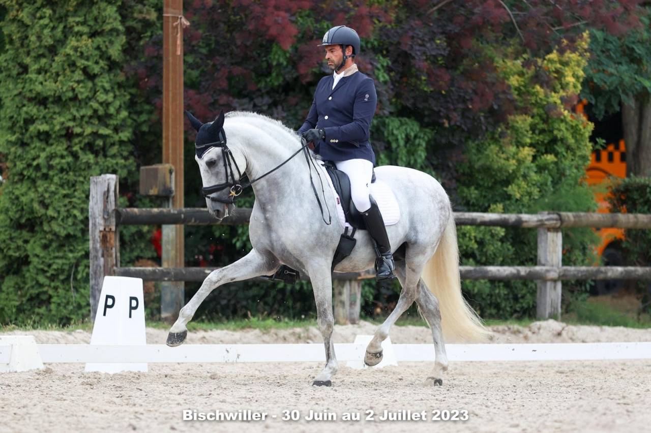 Entire PRE Pure Spanish Bred For sale 2011 White