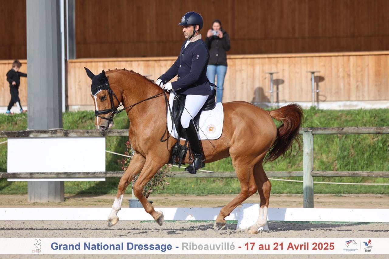 Gelding Selle Français For sale 2015 Chesnut