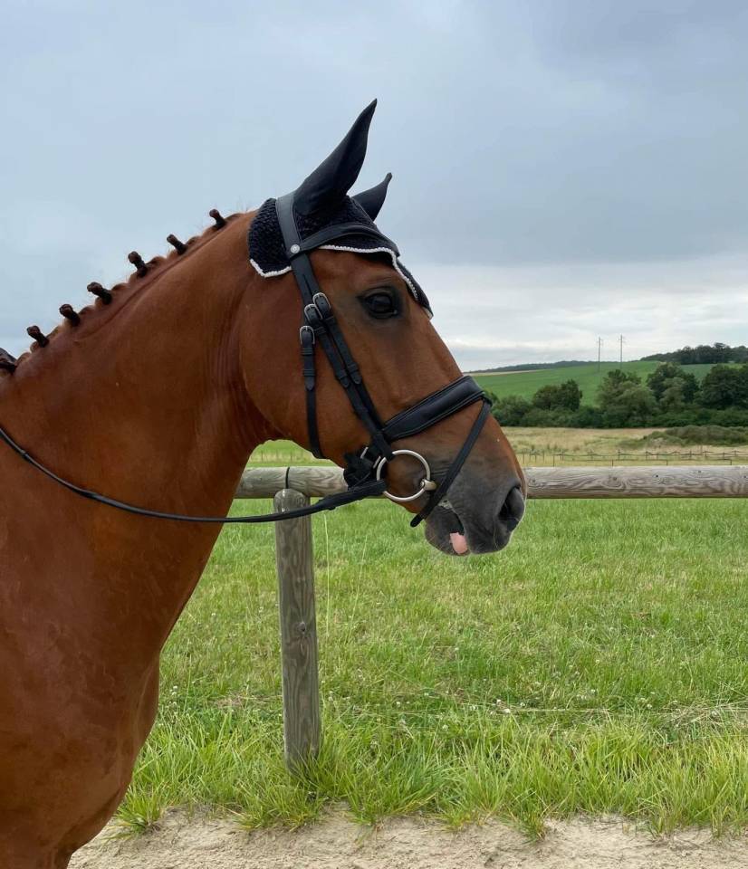 Gelding Selle Français For sale 2015 Chesnut