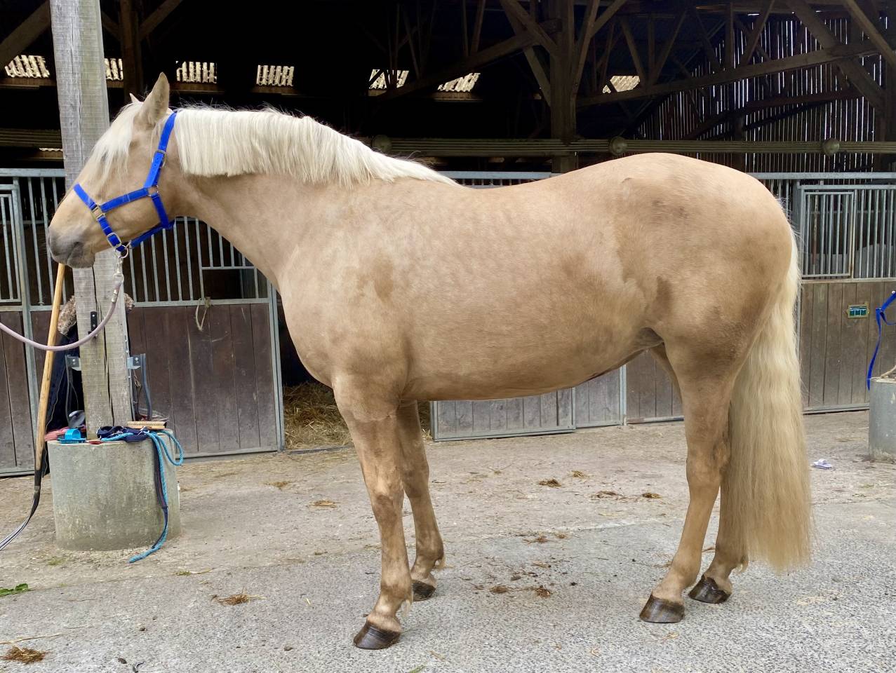 Mare PRE Pure Spanish Bred For sale 2021 Palomino