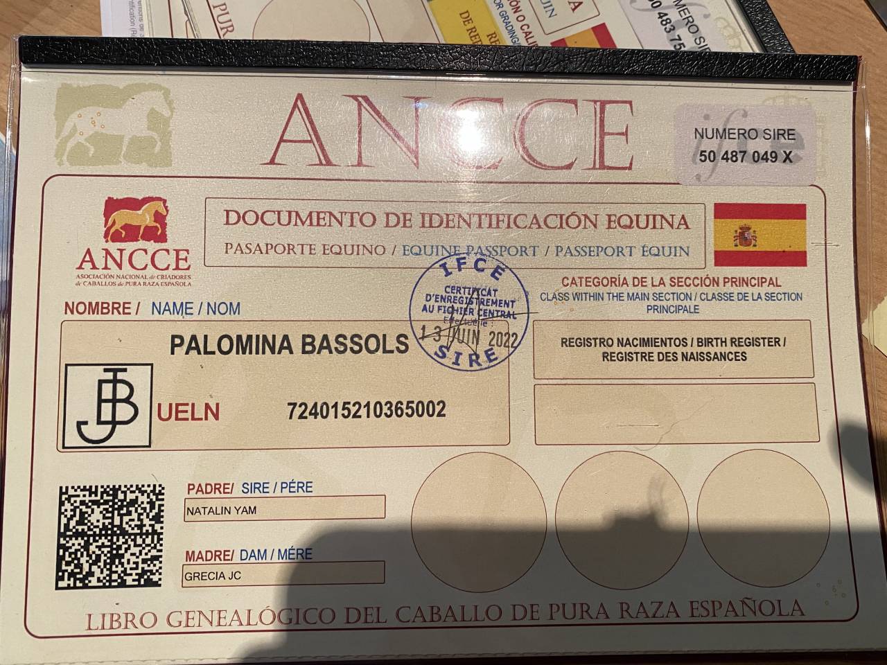 Mare PRE Pure Spanish Bred For sale 2021 Palomino