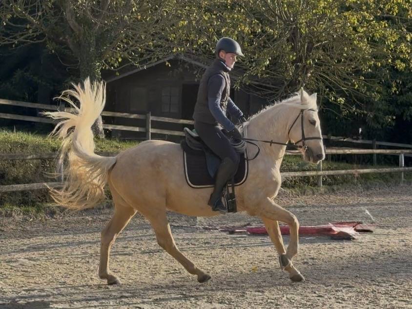 Mare PRE Pure Spanish Bred For sale 2021 Palomino