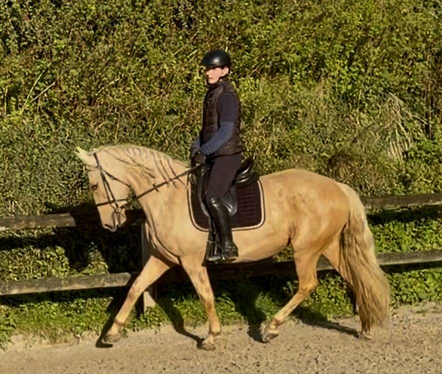 Mare PRE Pure Spanish Bred For sale 2021 Palomino